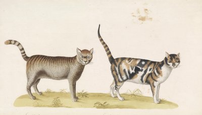 Wild Cat, House Cat by Franz Anton von Scheidel